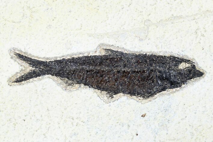 Fossil Fish (Knightia) - Green River Formation #179261